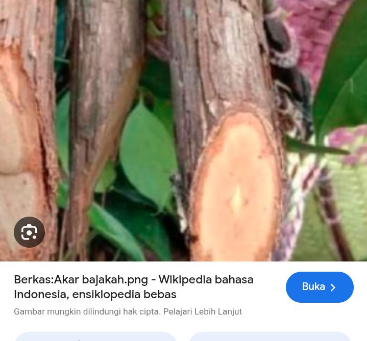 Cara menyimpan akar bajakah