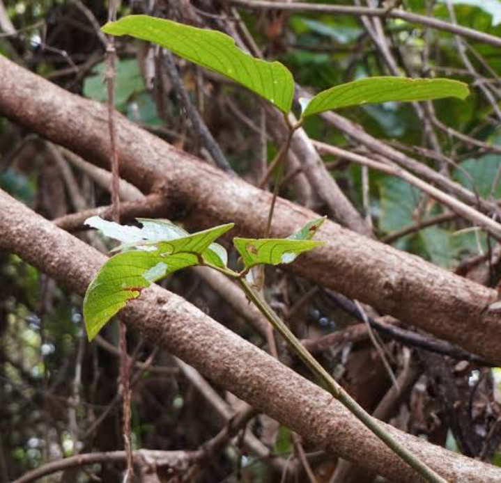 akar bajakah mengandung flavonoid, saponin, tannin, dan polifenol.