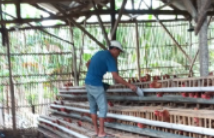 SEMANGAT: Khairul Umam memberi pakan ayam petelur yang dikelola BUMDes Sumber Makmur, Desa Bataal Timur, Kecamatan Ganding, Sumenep, kemarin.