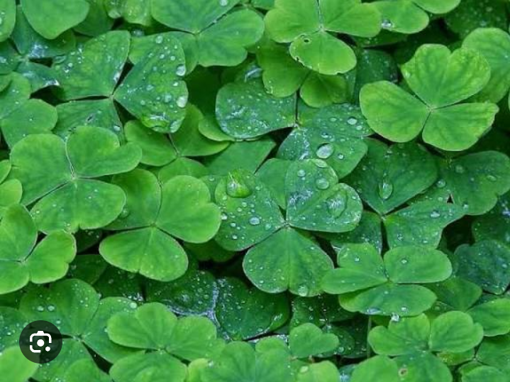 Tips membuat ramuan dai daun semanggi