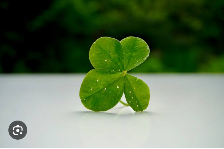 Daun semanggi bisa jadi sebagai detoks alami tubuh kamu