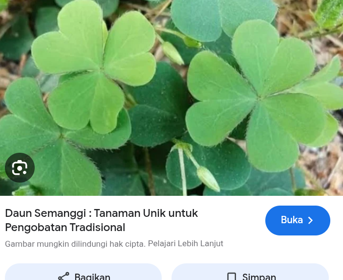 Ada banyak manfaat dari daun semanggi