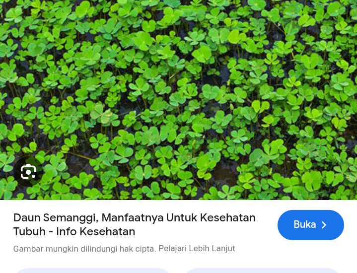 Kaya nutrisi dan serat tinggi dari daun semanggi
