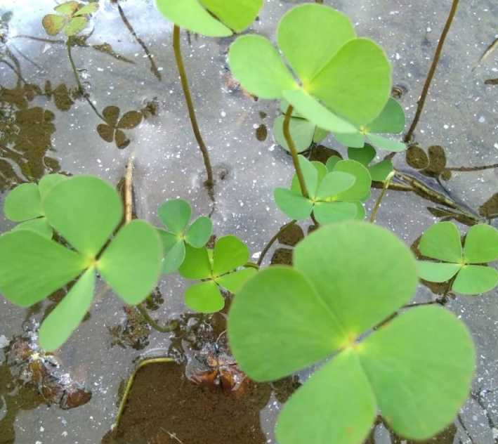 Rahasia agar khasiat daun semanggi tidak hilang