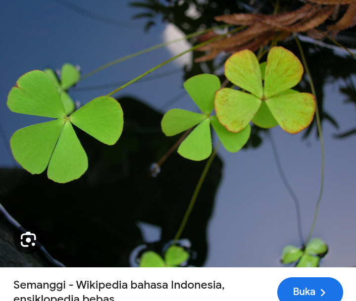 Jrnis daun semanggi surabaya