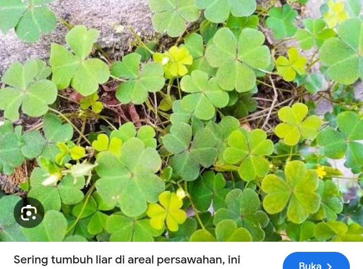 Manfaat daun semanggi untuk jantung anda