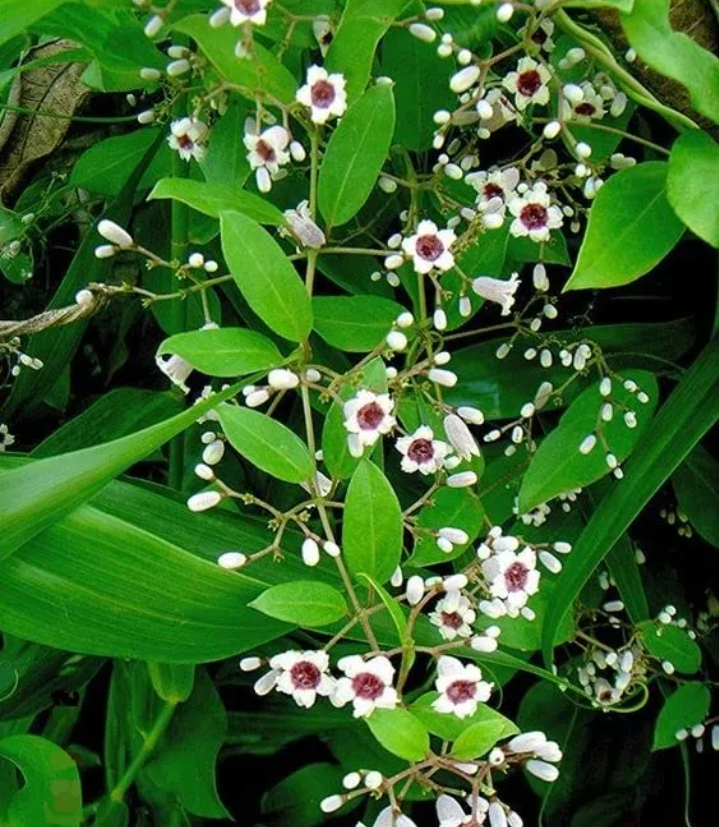 Daun kentut juga bisa bantu turunkan tekanan darah