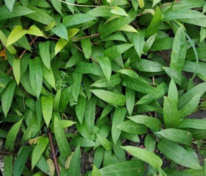 Inilah yang terjadi pada tubuhmu setelah konsumsi daun kentut