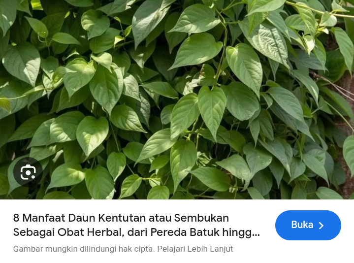 Manfaat daun kentut untuk kesehatan