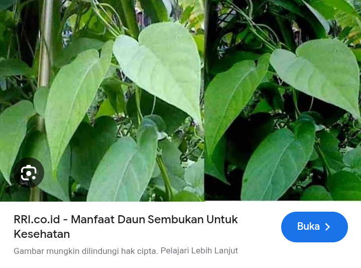 Rebusan daun kentut bikin perut nyaman