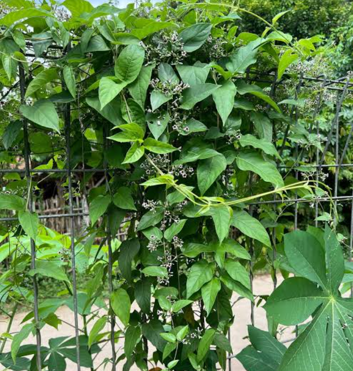Selain bisa melancarkan BAB, daun kentut juga bisa melancarkan buang angin