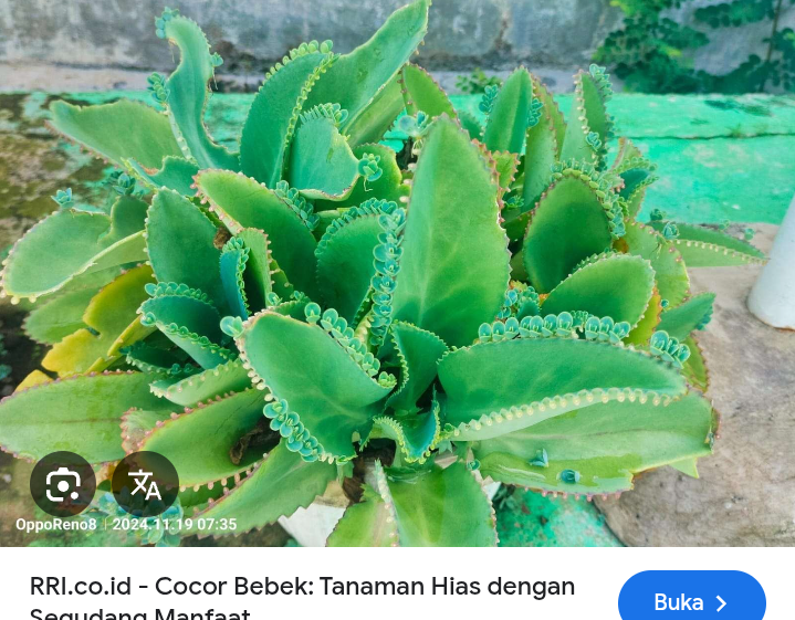 Atasi batuk kronis dengan rebusan cocor bebek