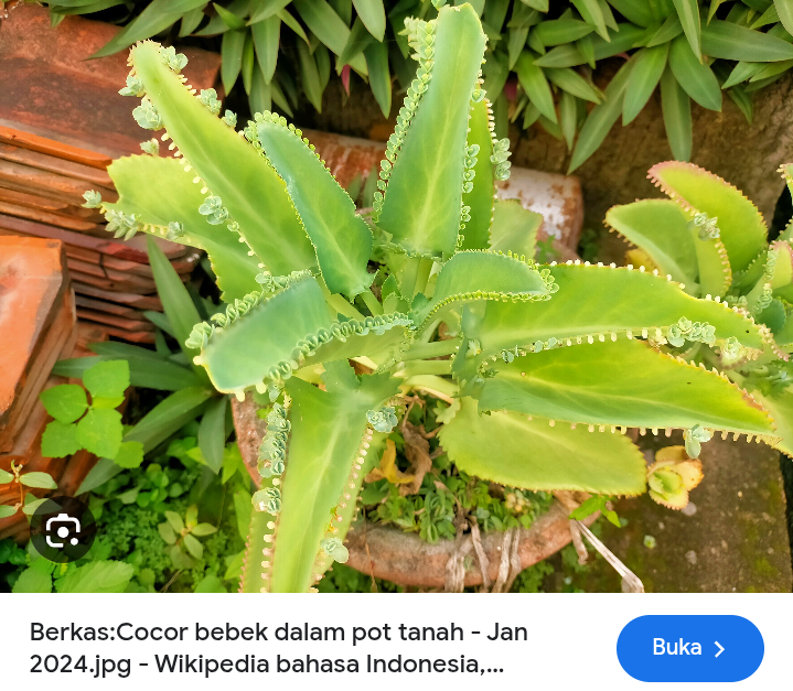 Intip manfaat cocor bebek