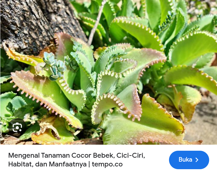 Cocor bebek ampuh turunkan diabetes dengan cepat