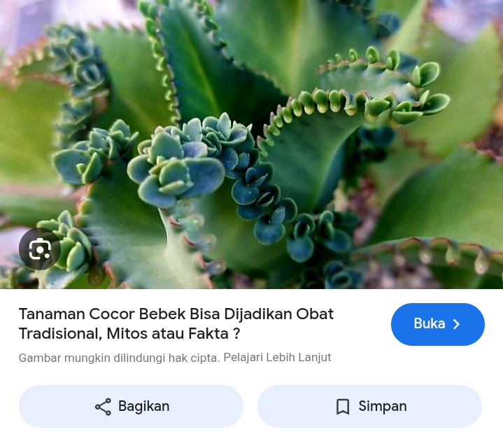 Cara mudah menanam cocor bebek