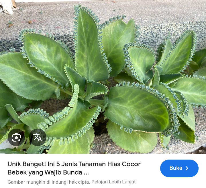 Luka cepat kering dengan cocor bebek