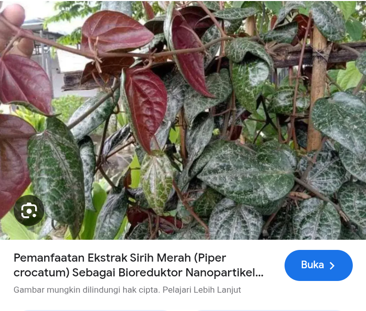 Atasi keputihan dengan daun sirih merah