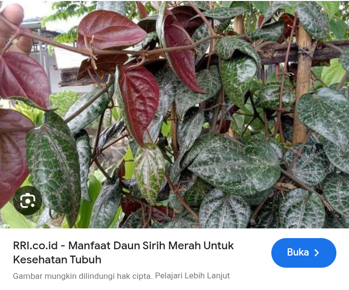 Daun sirih merah sebagai anti inflamasi