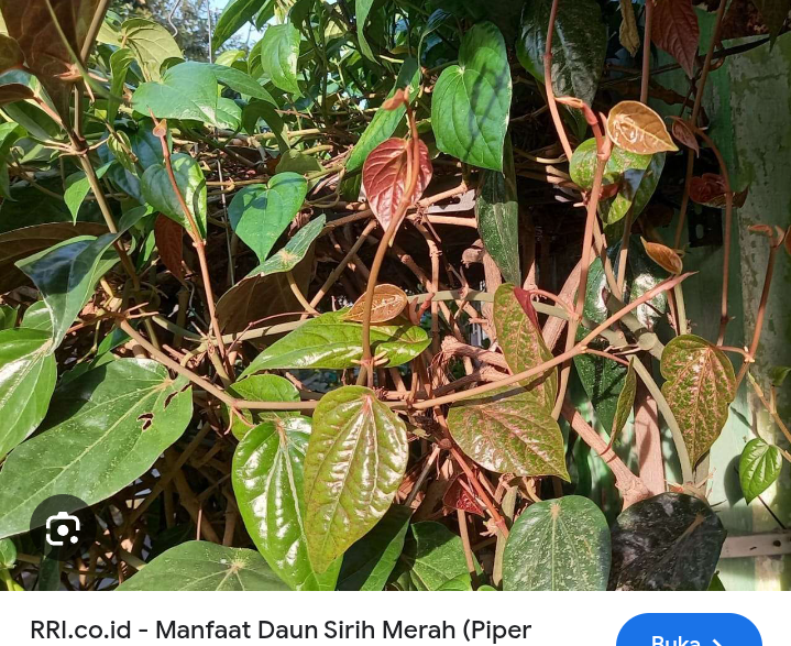 Daun sirih merah ampuh lawan bakteri
