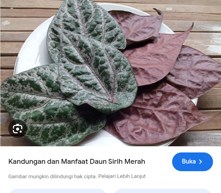 Lawan bau mulut dengan daun sirih merah