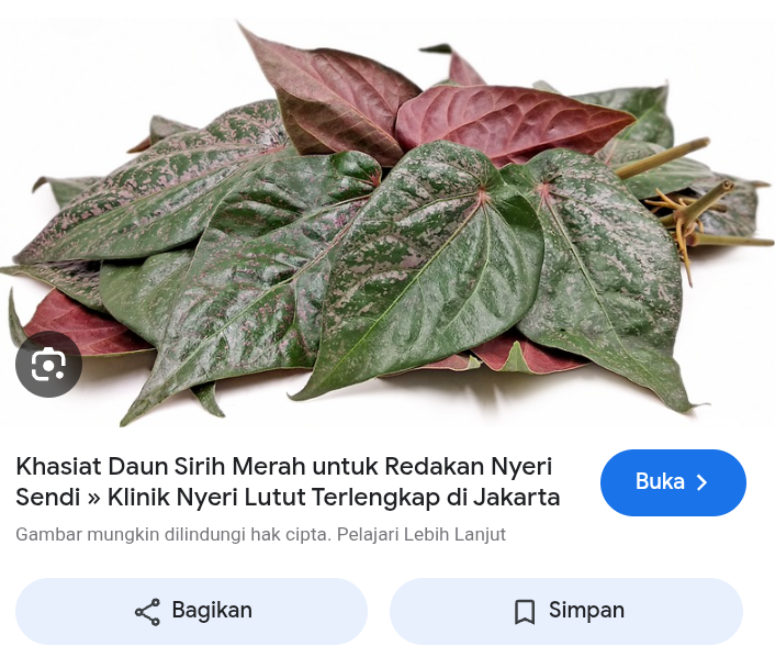 Perbedaan daun sirih merah dan daun sirih hijau