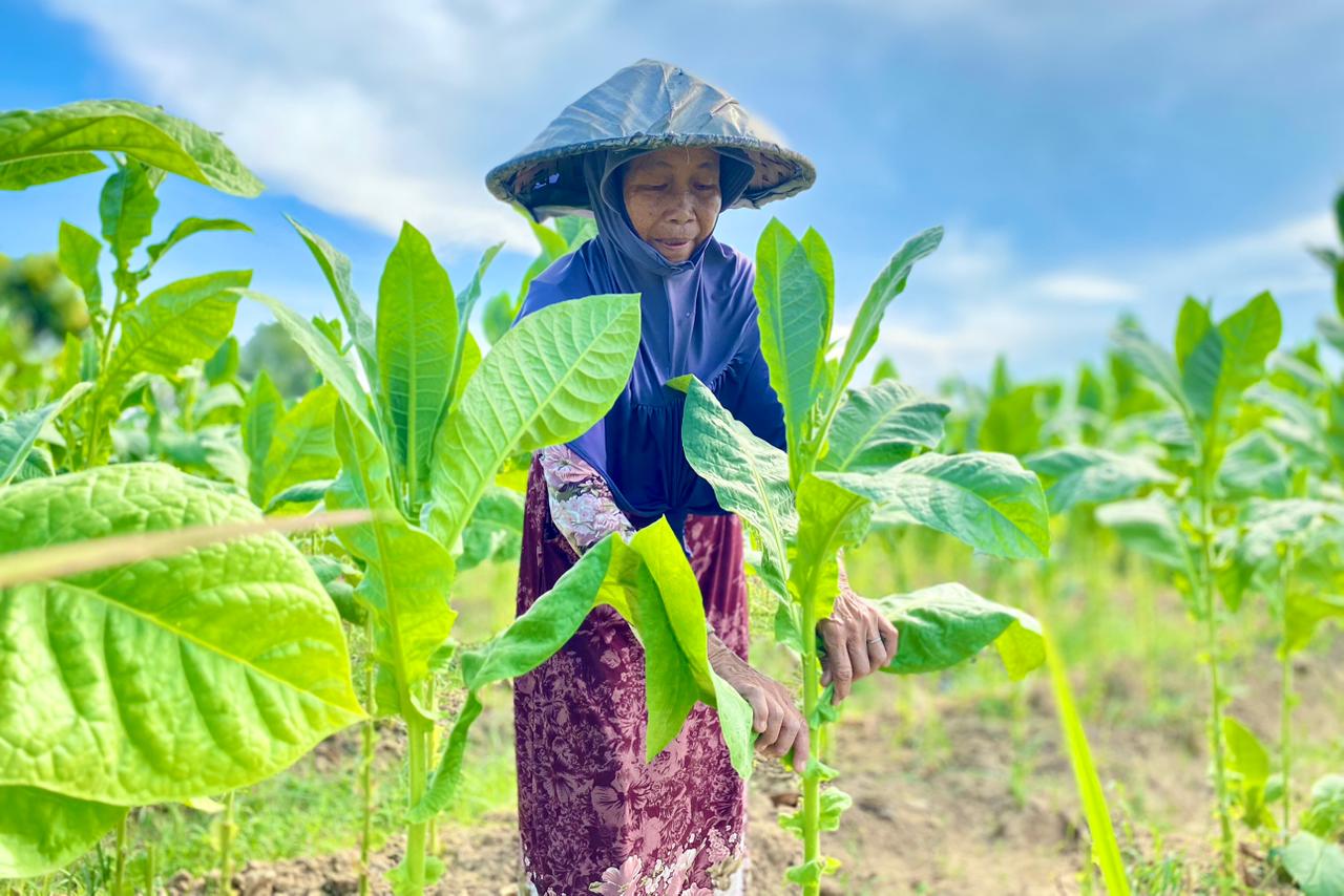 PRODUKTIF: Seorang petani melihat kualitas daun tembakau di Desa Bettet, Kecamatan/Kabupaten Pamekasan, Kamis (2/10).