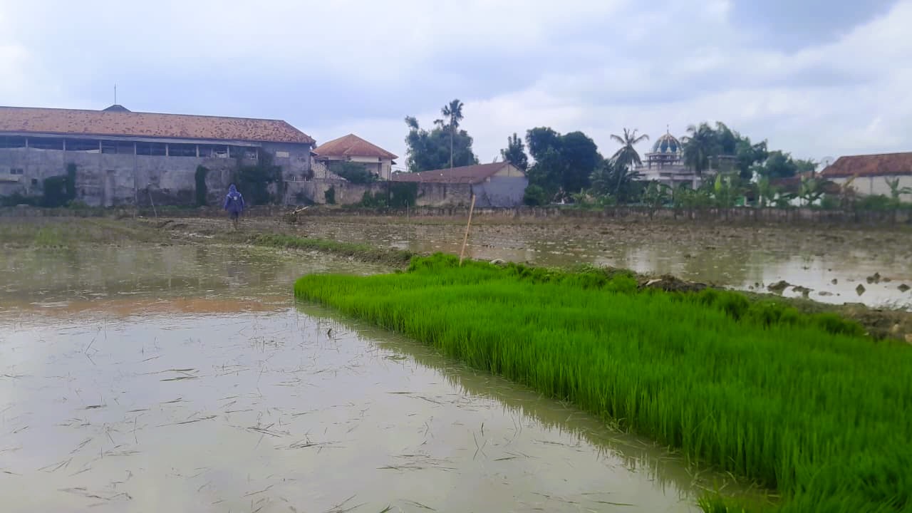 PRODUKTIF: Seorang petani di Kelurahan Bugih, Pamekasan, sedang mengolah lahannya untuk ditanami padi kemarin (13/12).