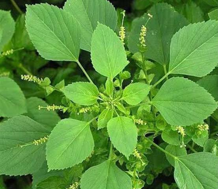 Cara menanam anting anting