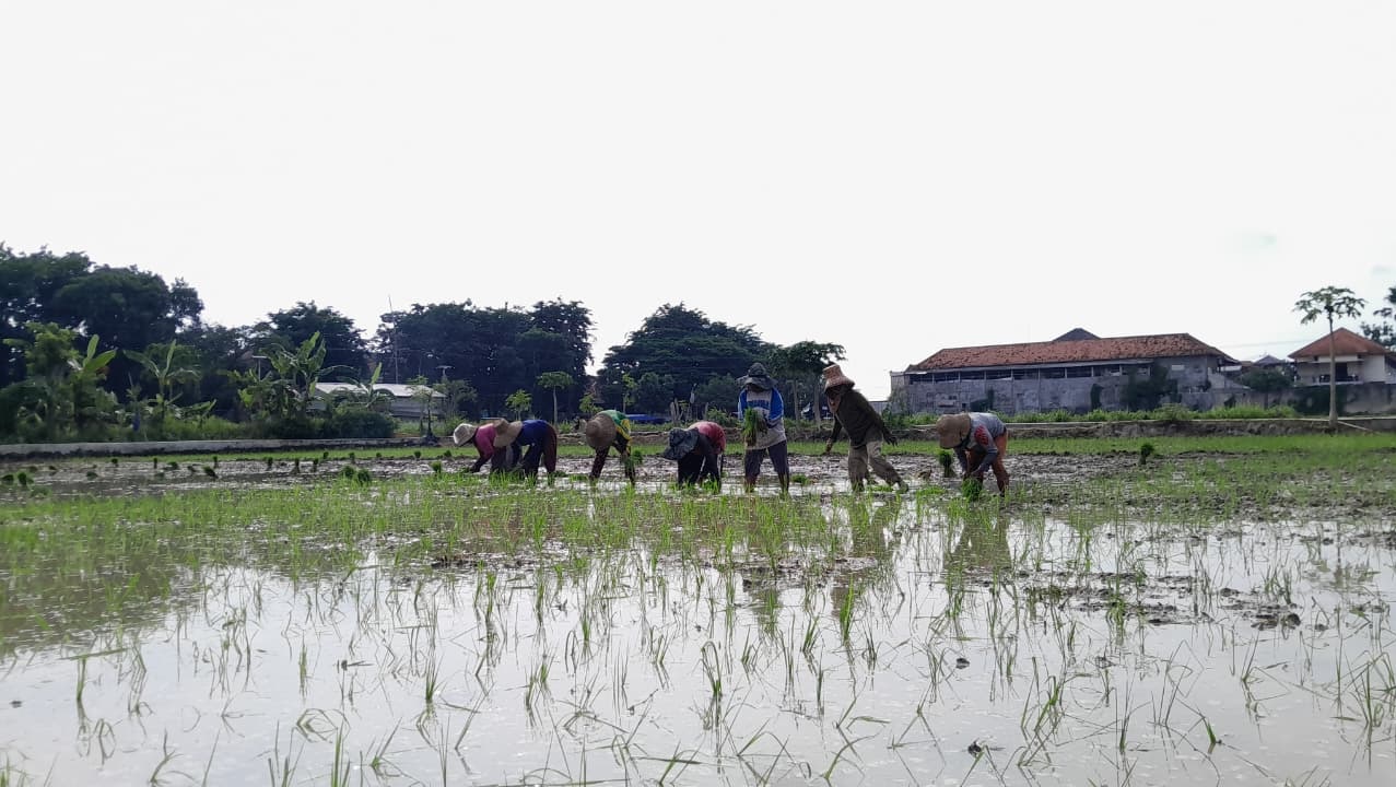 SUMBER KEHIDUPAN: Buruh tani sedang menanam padi di Kelurahan Bugih, Pamekasan, Sabtu (13/12).