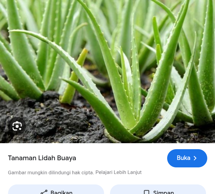 Mitos atau fakta ? Lidah buaya atasi rambut rontok