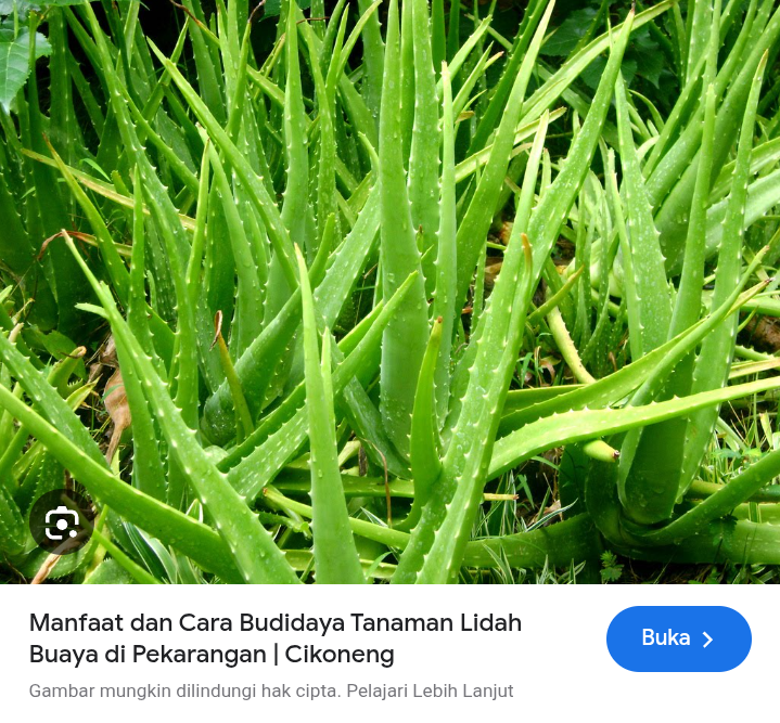 Cara minum lidah buaya untuk maag