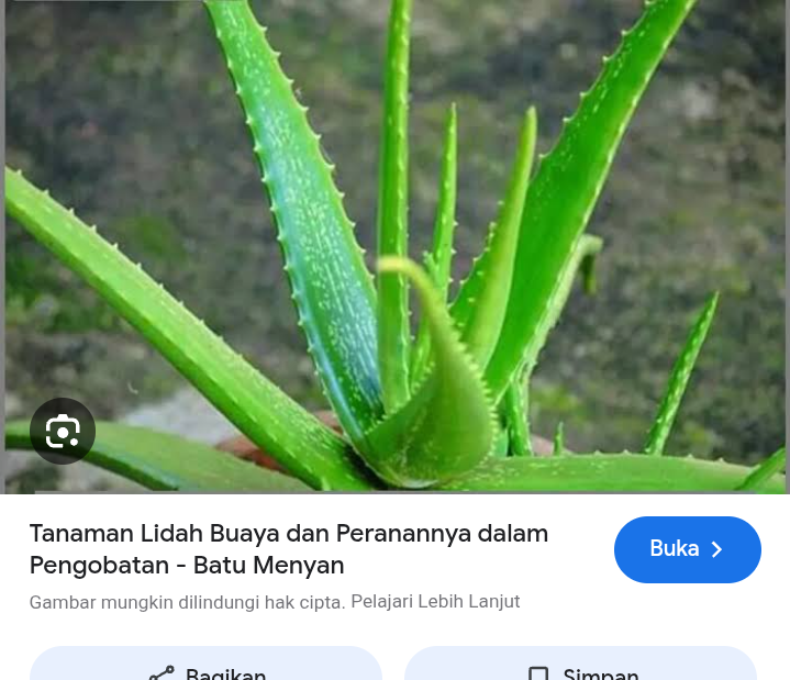 Pencernaan sehat dengan konsumsi lidsh buaya