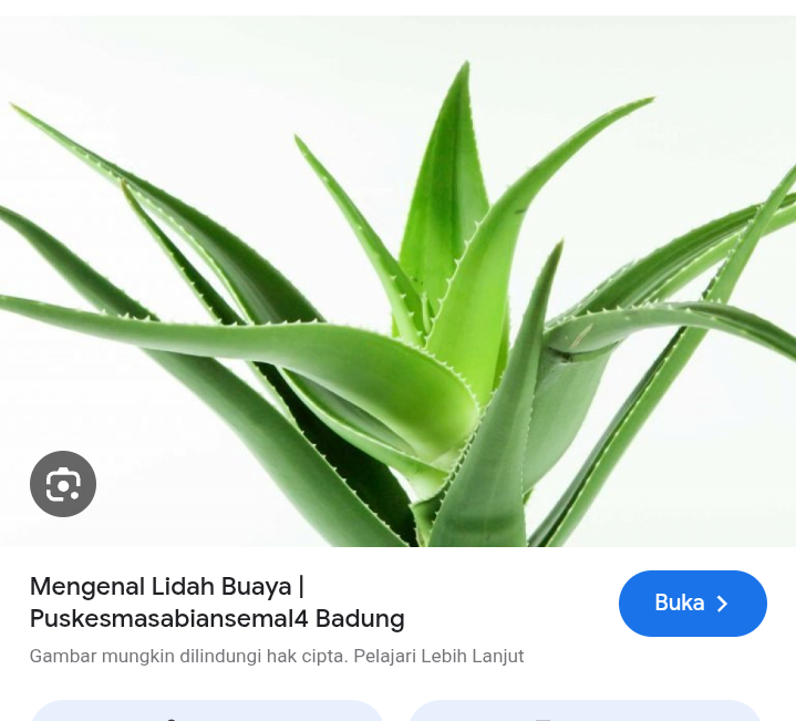 Lidah buaya ampuh atasi asam lambung