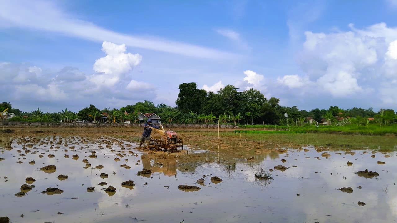 LAHAN PANGAN: Seorang petani di Kelurahan Bugih membajak sawah untuk ditanami padi, Minggu (14/12).