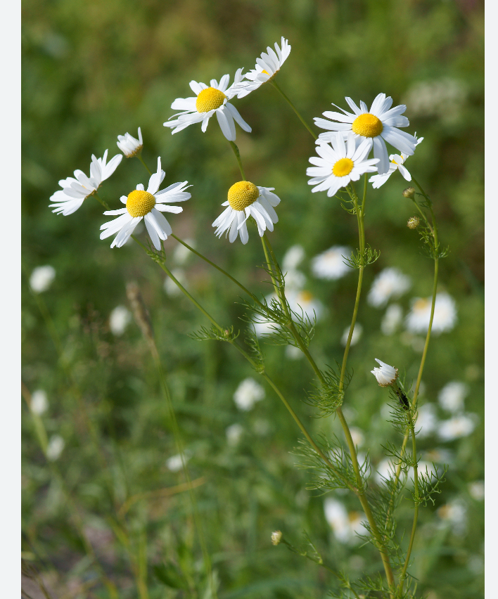 Coba resep teh chamomile yang bantu redakan stres berlebihan