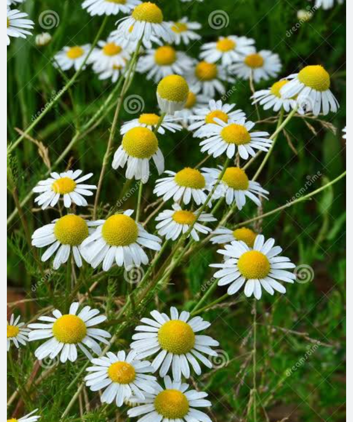 Chamomile juga bantu redakan asam lambung