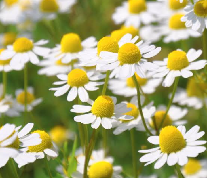 Perawatan alami dari dalam dengan minum jus chamomile tiap hari