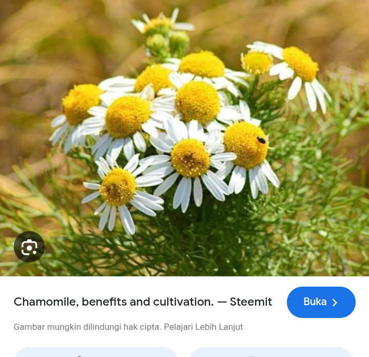 Cara menyeduh teh chamomile