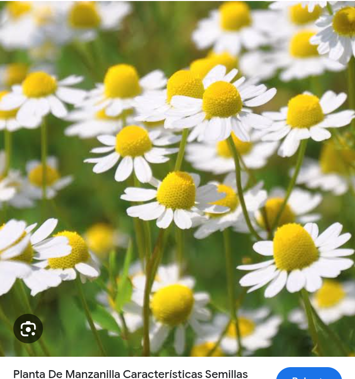 Jus chamomile ampuh atasi masalah kewanitaan