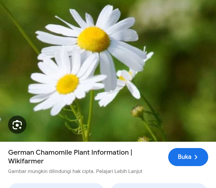 Apakah mengkonsumsi chamomile aman untuk tubuh?