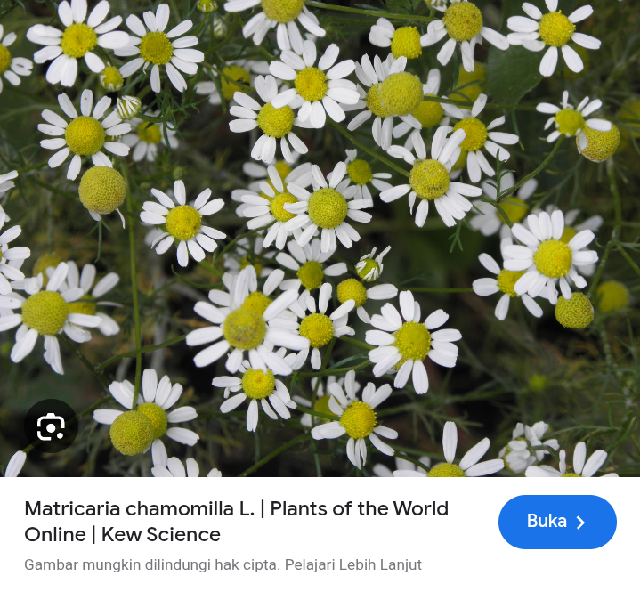 Chamomile vs lavender