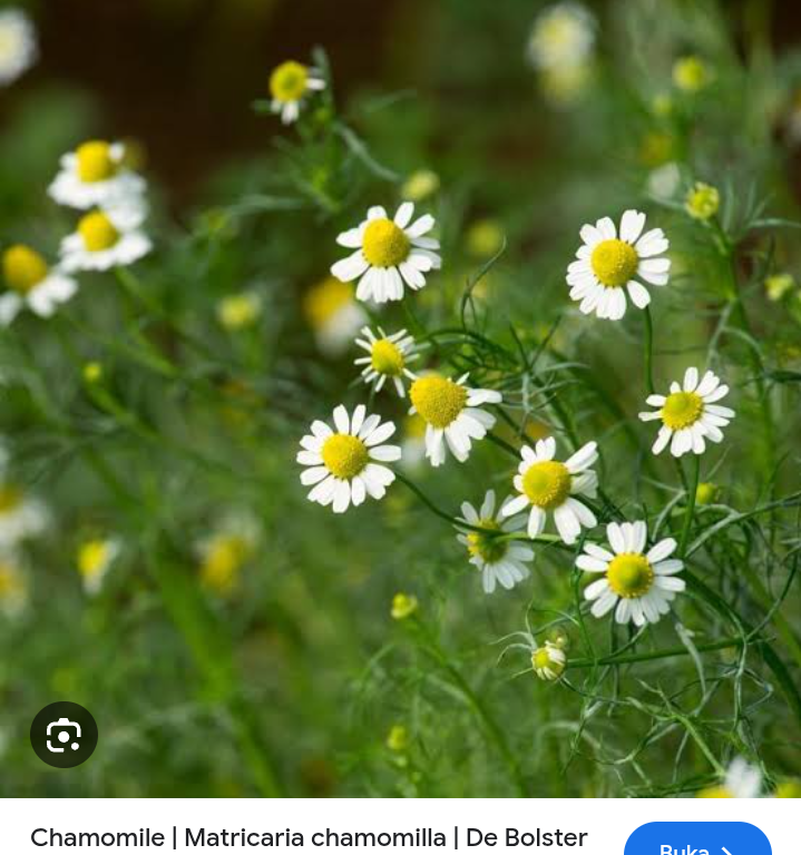 Apakah tanaman herbal chamomile aman untuk bayi?