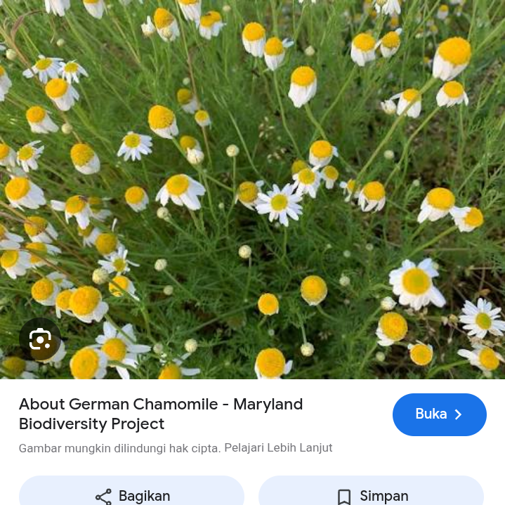 Pengobatan traditional chamomile