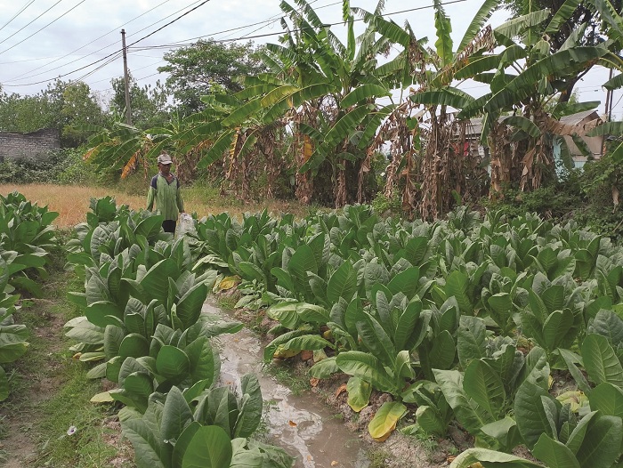 PEREKONOMIAN: Petani menyiram tembakau di Desa Dharma Camplong, Kecamatan Camplong, Senin (8/9). (UBAIDILLAHIR RAIE/JPRM)