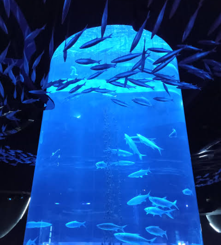 Wisata edukasi di jakarta aquarium safari