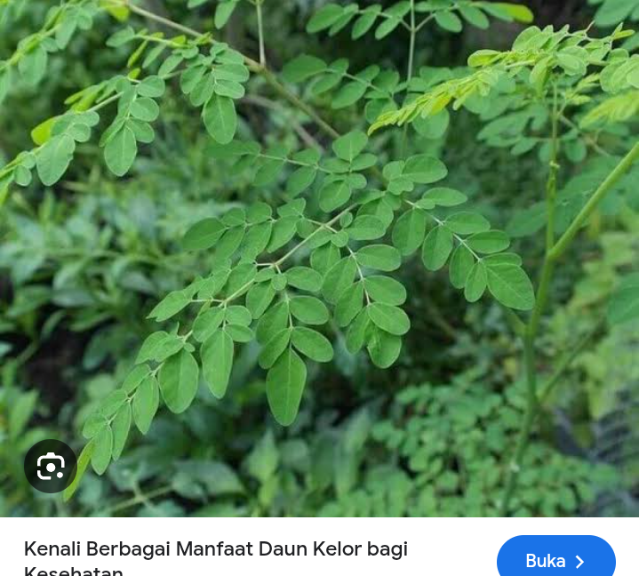 Daun kelor bantu mencegah diabetes