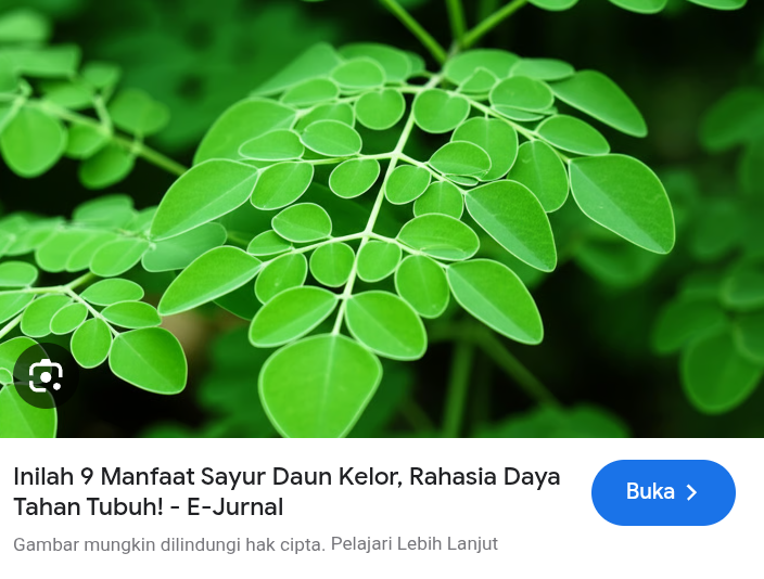 Efek samping daun kelor