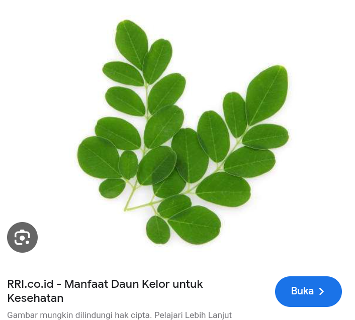Tingkatkatkan imunitas tubuh dengan daun kelor