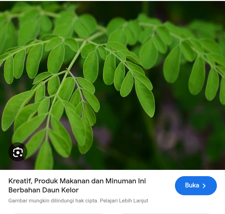 Hati2 efe samping daun kelor
