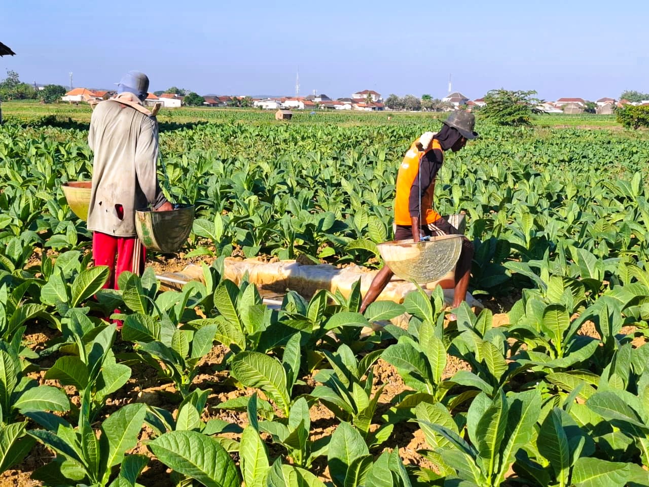 DAUN EMAS: Petani tengah menyiram tembakaunya pada musim tanam 2025 di Desa Babbalan, Kecamatan Batuan, Sumenep.